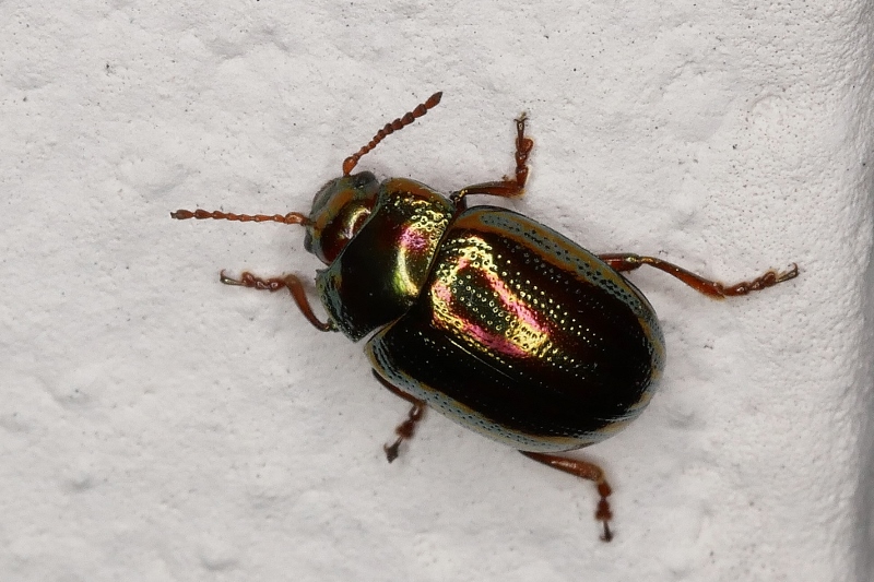 Chrysolina americana?