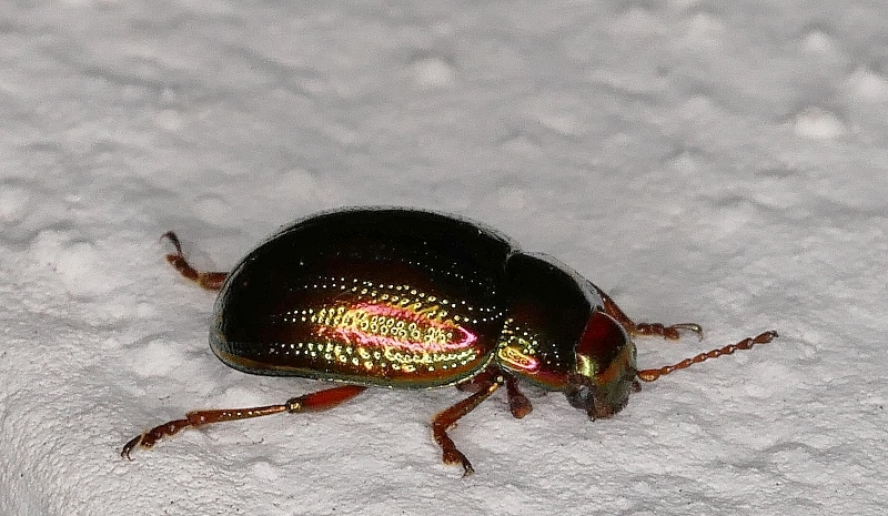 Chrysolina americana?