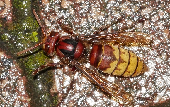 Chiarimenti sul calabrone