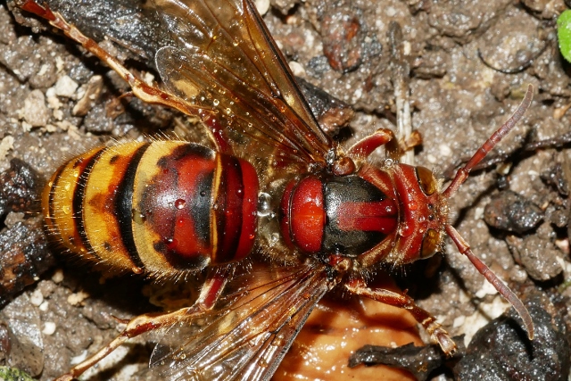 Chiarimenti sul calabrone