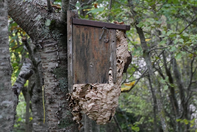 Chiarimenti sul calabrone