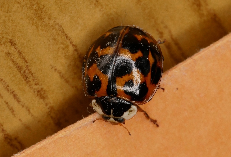Coccinella di identificare.