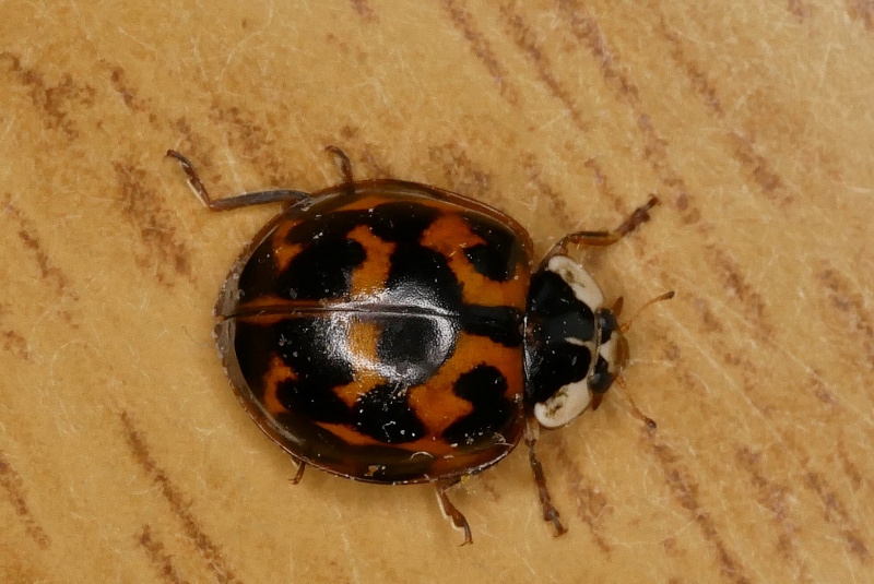 Coccinella di identificare.