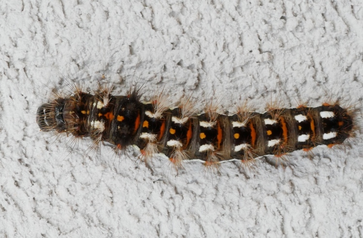 Bruco da identificare