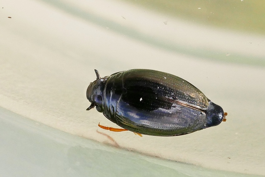 Gyrinus sp. ?