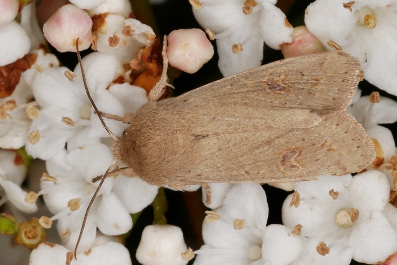 Noctuidae da identificare 1