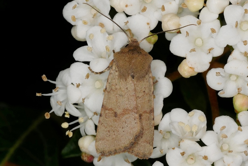 Noctuidae da identificare 2