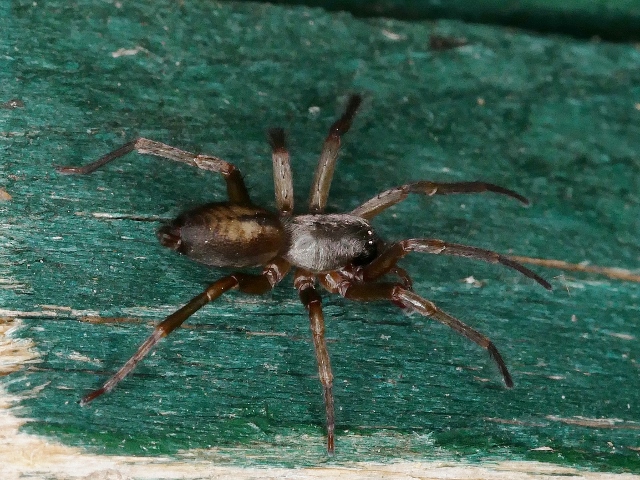 Maschio di Titanoeca sp. (?)