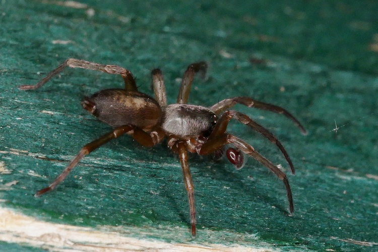 Maschio di Titanoeca sp. (?)