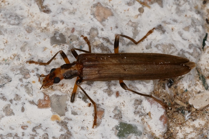 Oedemeridae: Oedemera femoralis ♀? S.