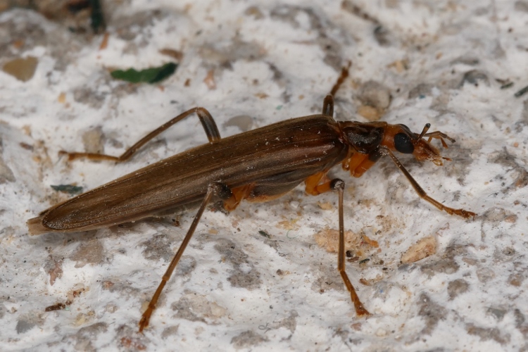 Oedemeridae: Oedemera femoralis ♀? S.