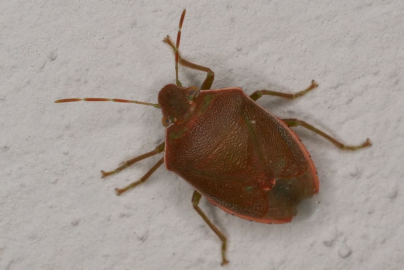 Piccolo eterottero rossastro da identificare.