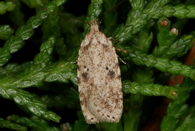 Agonopterix arenella - Depressariidae