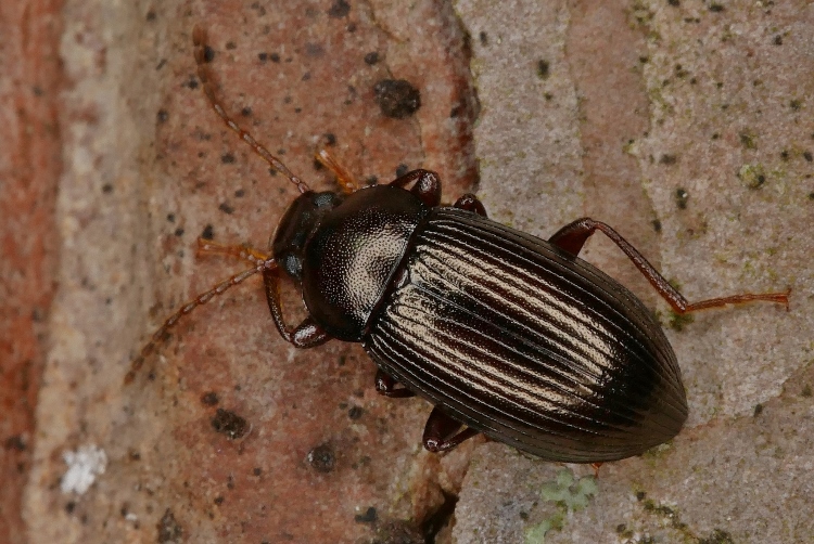 Piccolo coleottero da identificare.