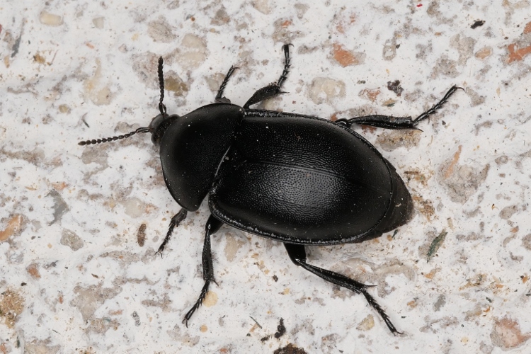 Silphidae: Ablattaria laevigata
