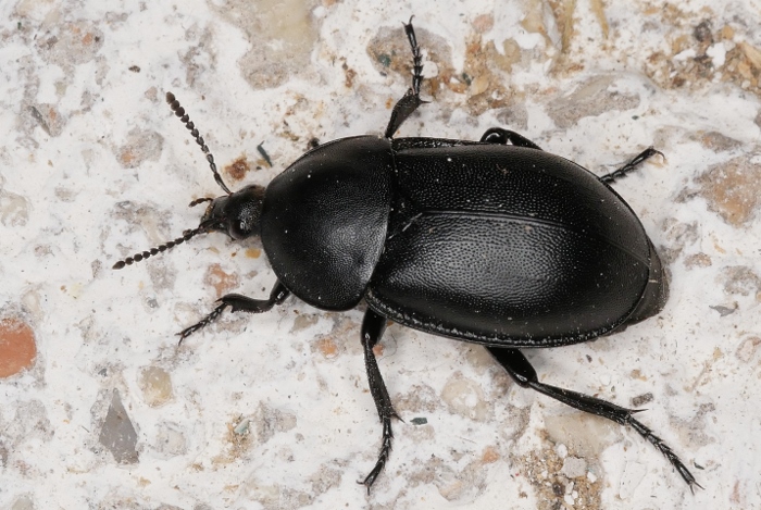 Silphidae: Ablattaria laevigata