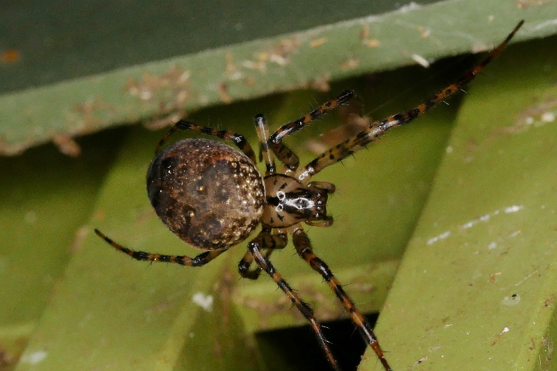 Metellina merianae?