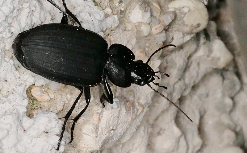 Carabidae: Licinus silphoides