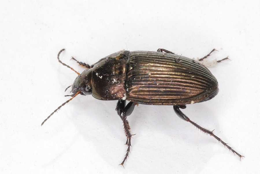 Carabidae: Amara eurynota