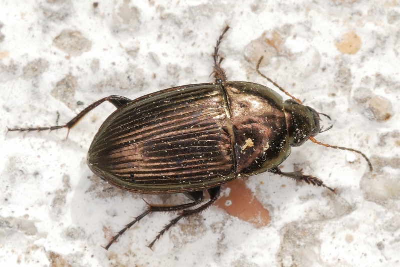 Carabidae: Amara eurynota
