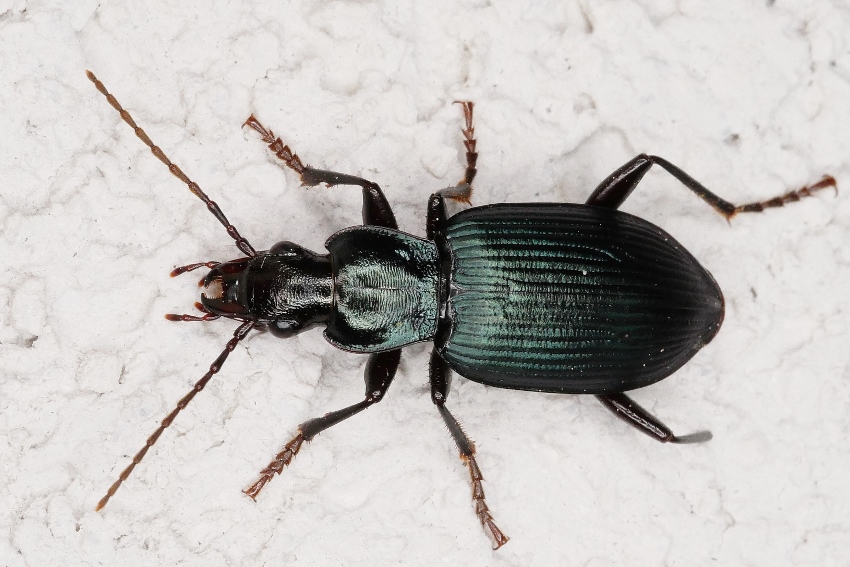 Carabidae: Laemostenus venustus? S.