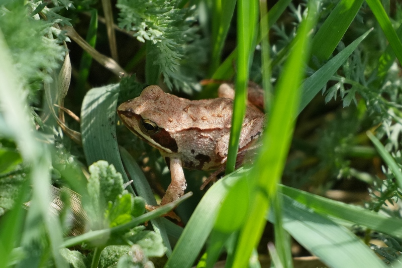 Rana polacca