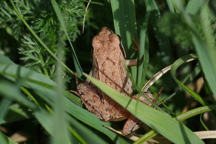 Rana polacca