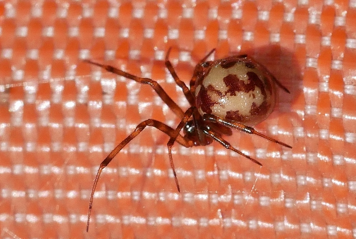 Steatoda triangulosa?
