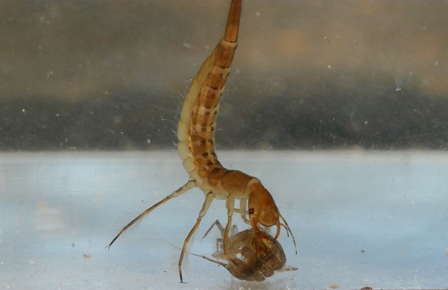 Larve di Dytiscus marginalis?
