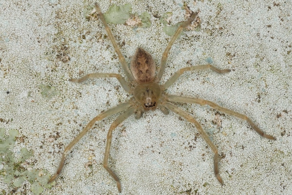 Philodromidae?