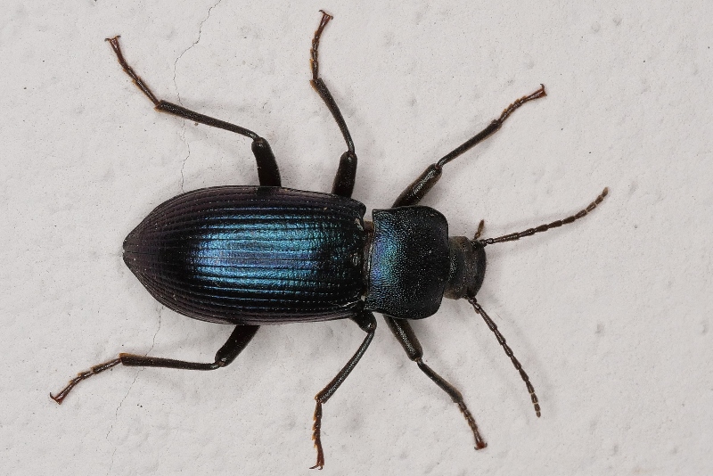 Tenebrionidae: Helops coeruleus?