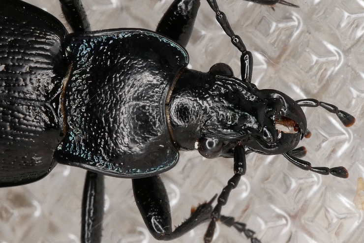 Carabidae: Carabus rossii da confermare. S, femmina