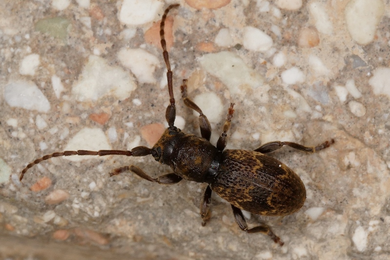 Cerambycidae: Parmena unifasciata