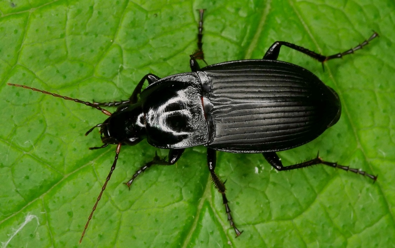 Calathus fuscipes?