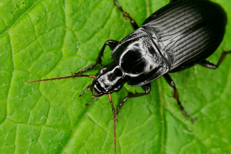 Calathus fuscipes?