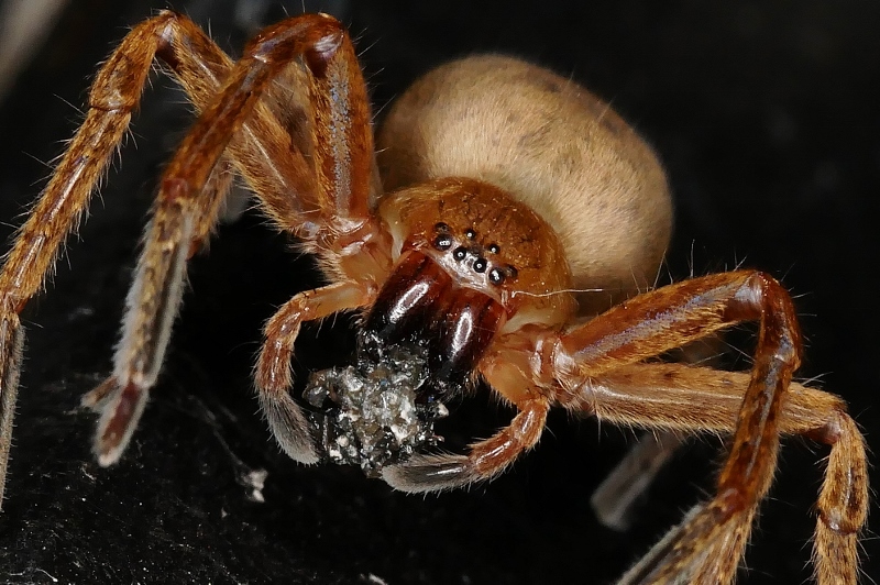 Olios argelasius con preda