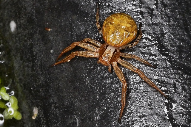 Xysticus sp.
