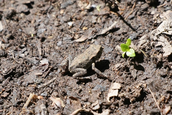 Da identificare - neometamorfosati di rospo comune, Bufo bufo