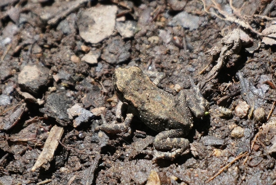 Da identificare - neometamorfosati di rospo comune, Bufo bufo