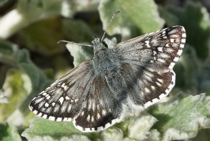 Pyrgus da identificare