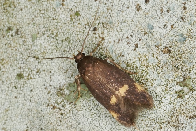 Piccolissima falena da identificare.