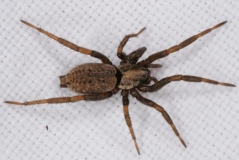 Nomisia exornata?
