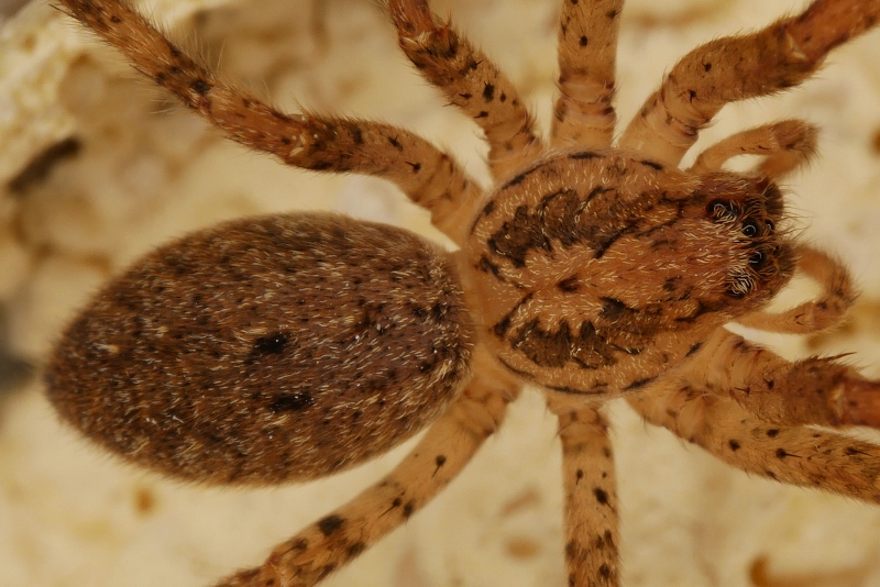 Zoropsis spinimana da confermare.