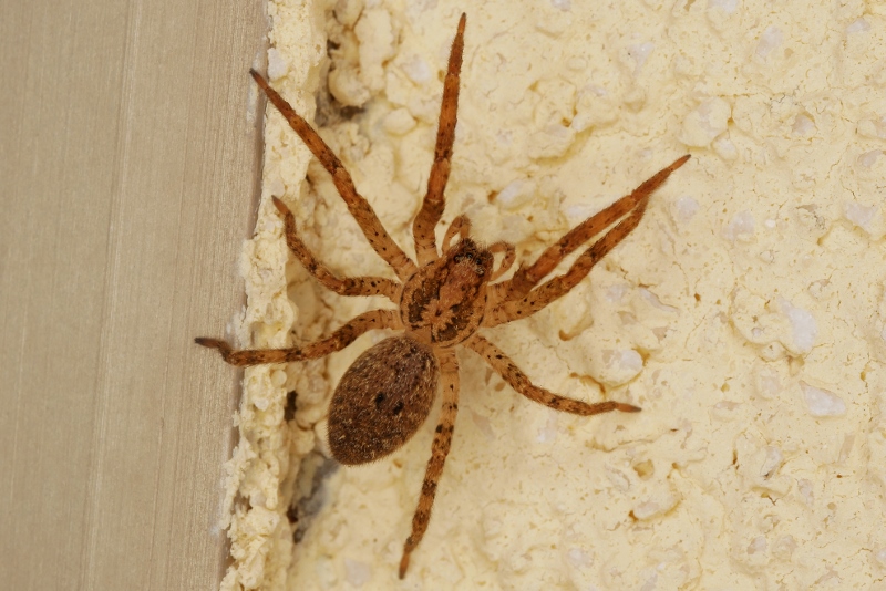 Zoropsis spinimana da confermare.