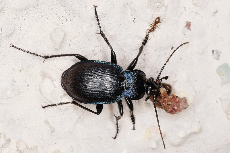 Carabidae: maschio di Carabus convexus
