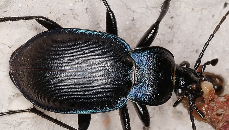 Carabidae: maschio di Carabus convexus
