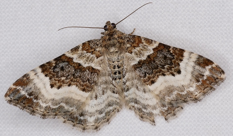 Epirrhoe alternata?
