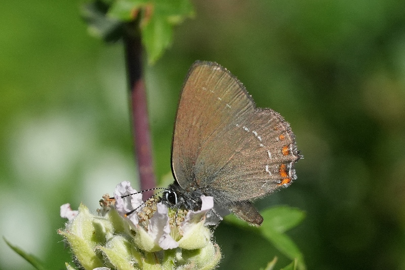 Satyrium acaciae?