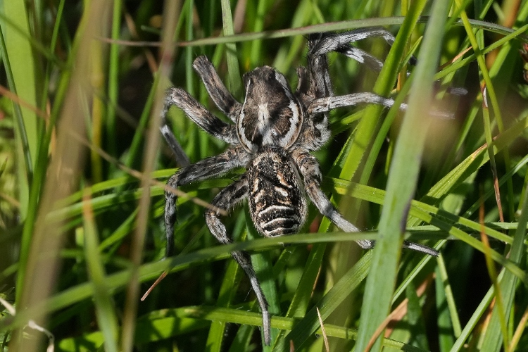 Lycosa tarantula?