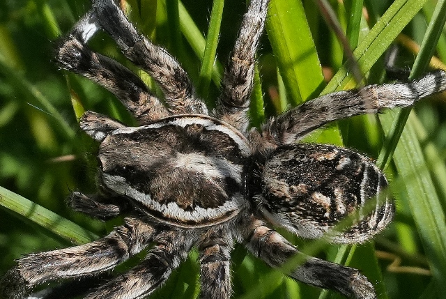 Lycosa tarantula?